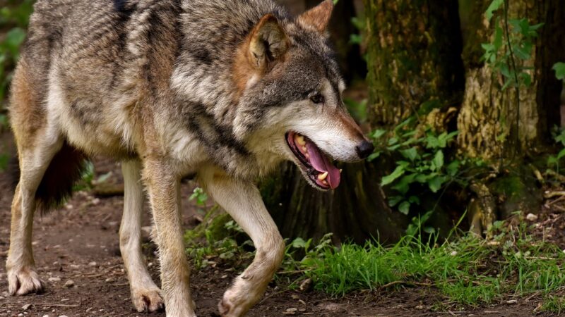 Gdzie przebywa spłoszony wilk? Czy stanowi zagrożenie?